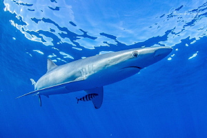 Blue Shark and surface, Cabo San Lucas México by Alejandro Topete 